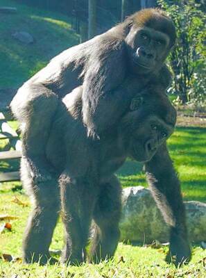 Zoo Knoxville Animals - Summer activities