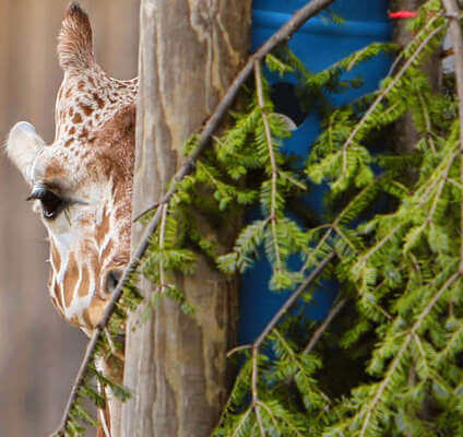 Zoo Knoxville - Summer activities